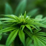 Cannabis Samen Größe spielt keine Rolle